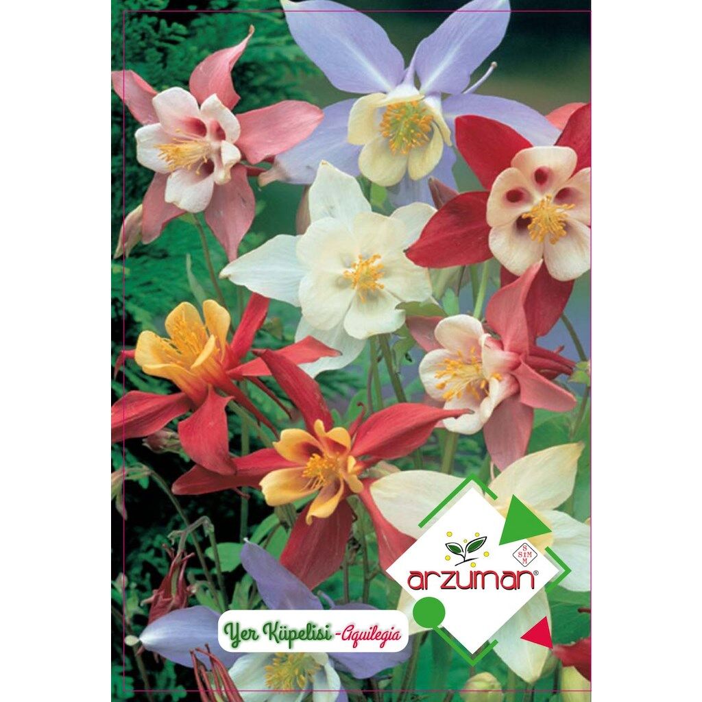 Arzuman Yer Küpelisi Çiçek Tohumu (50 Adet)-Haseki Küpesi