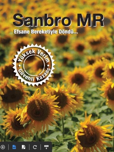 Sanbro MR Ayçiçek Tohumu Syngenta (150.000 çk)
