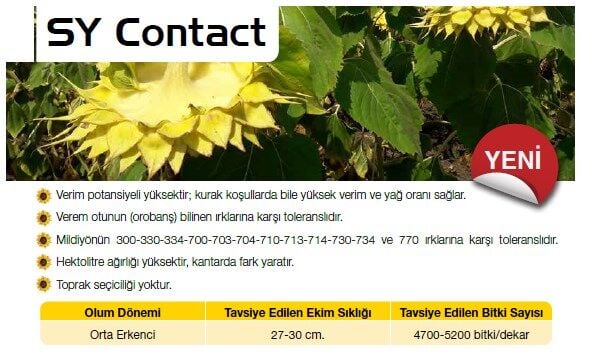 SY Contact Ayçiçek Tohumu Syngenta (150.000 Ad)