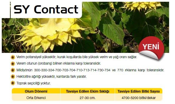 SY Contact Ayçiçek Tohumu Syngenta (150.000 Ad)