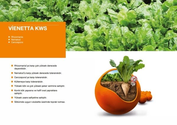 KWS VİENETTA ŞEKER PANCARI TOHUMU (1 Ünite)