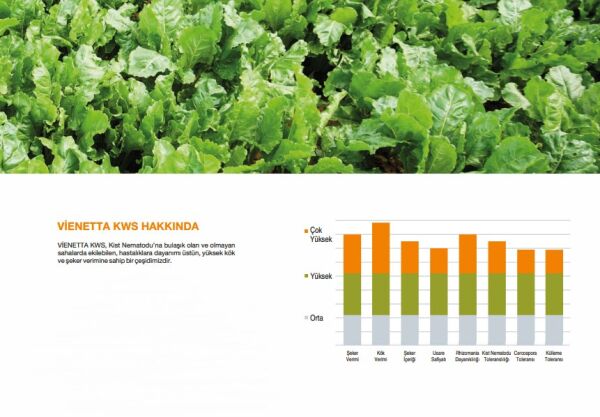 KWS VİENETTA ŞEKER PANCARI TOHUMU (1 Ünite)