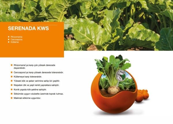 KWS SERENADA ŞEKER PANCARI TOHUMU (1 Ünite)