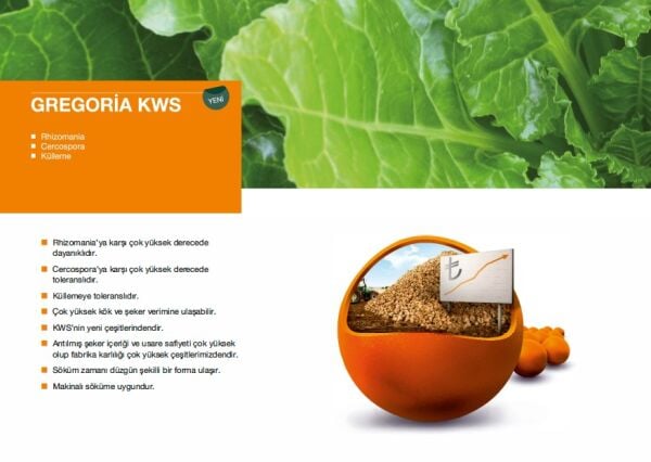 KWS GREGORİA ŞEKER PANCARI TOHUMU (1 Ünite)