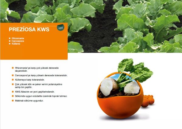 KWS PREZİOSA ŞEKER PANCARI TOHUMU (1 Ünite)