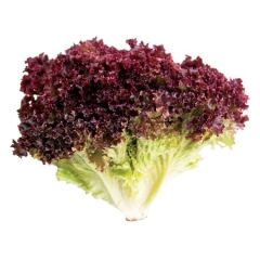 Kırmızı Marul Tohumu (Kırmızı Kıvırcık) 5 gr