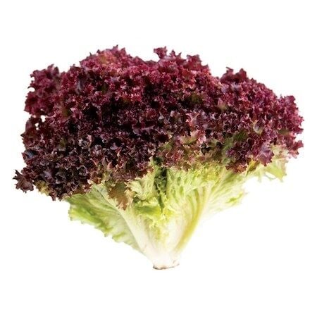 Kırmızı Marul Tohumu (Kırmızı Kıvırcık) 5 gr