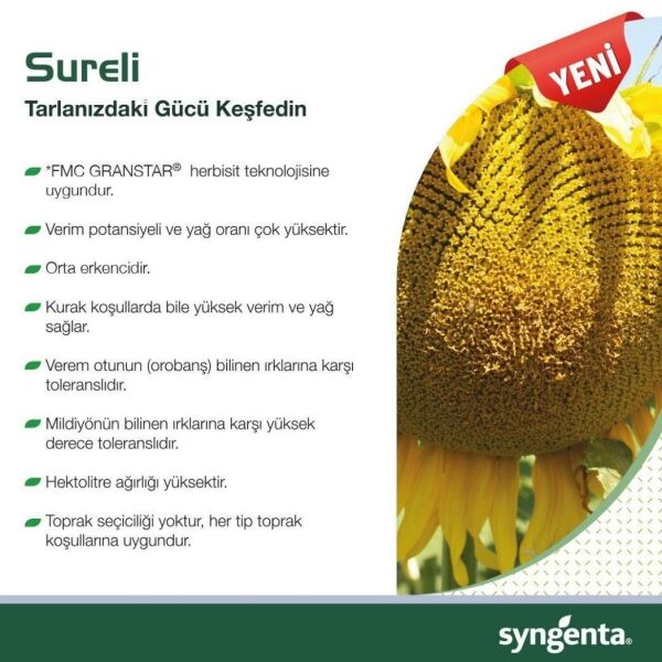 Sureli Yağlık Ayçiçeği Tohumu
