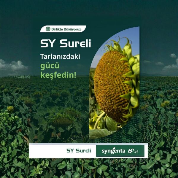 Sureli Yağlık Ayçiçeği Tohumu