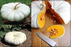 Balkabağı Tohumu Arıcan 97 (10 Gr) En İyi Çeşit