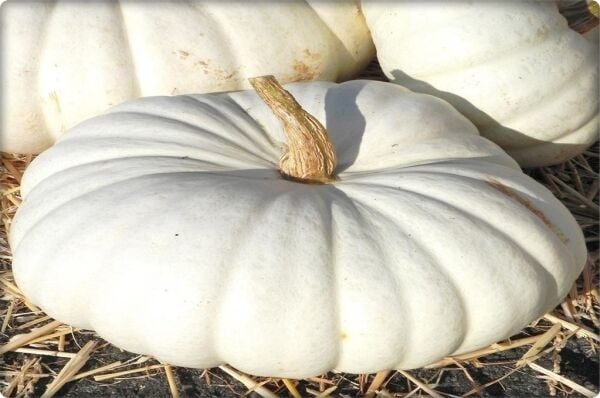 Balkabağı Tohumu Arıcan 97 (10 Gr) En İyi Çeşit