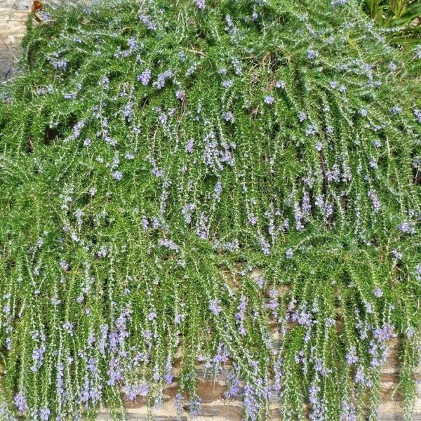 Arzuman Biberiye Tohumu (30 Adet)