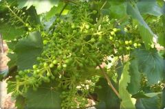 Çinko ve Fosfor Gübresi 3-15-0+6Zn (Elfer ZnP)20 Lt