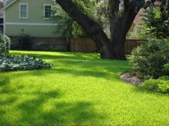 Ecoplanet 7M Global Site-Villa Alanları Çim Tohumu (1kg)