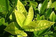 Sararmaya Kesin Çözüm Magnezyum+Demir Dem MagFer  (1 Litre) Sıvı