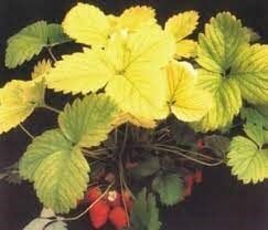 Sararmaya Kesin Çözüm Magnezyum+Demir Dem MagFer  (1 Litre) Sıvı