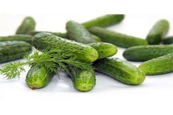 Starex F1 Turşuluk Hıyar Tohumu 10 Gr Burgen Tohum