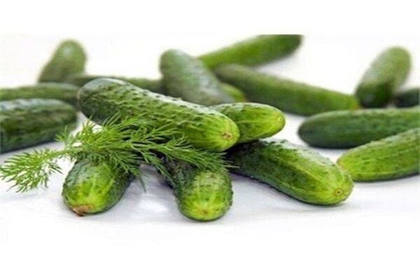 Starex F1 Turşuluk Hıyar Tohumu 10 Gr Burgen Tohum