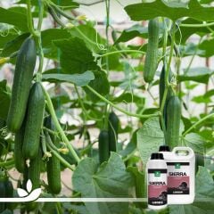 Sierra Tuzluluk Giderici 5 Litre