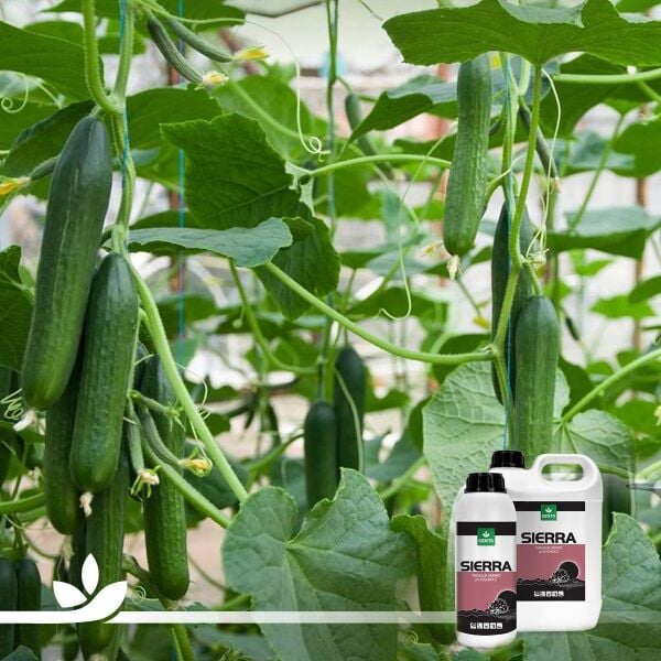 Sierra Tuzluluk Giderici 5 Litre