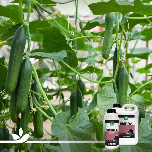 Sierra Tuzluluk Giderici 5 Litre