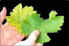Bor ve Çinko Gübresi Tetra ZnB (1 kg) Toz