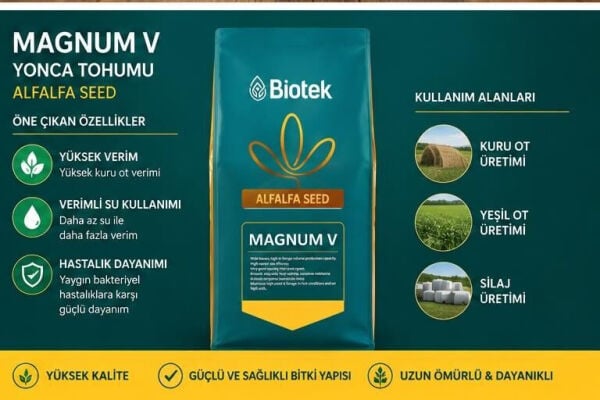 Magnum V kaplamalı yonca tohumu bilgi panelli Instagram reklam görseli
