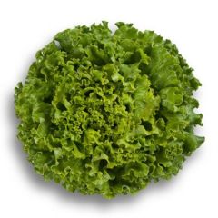 BT Karadeniz Kıvırcık  Marul Tohumu  (10 gr)