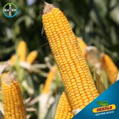 DEKALB DKC5364 Erkenci Danelik Mısır Tohumu