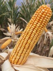 DEKALB DKC5741 Erkenci Danelik Mısır Tohumu