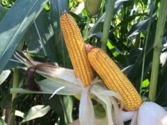 DEKALB DKC6442 Erkenci Silajlık Mısır Tohumu