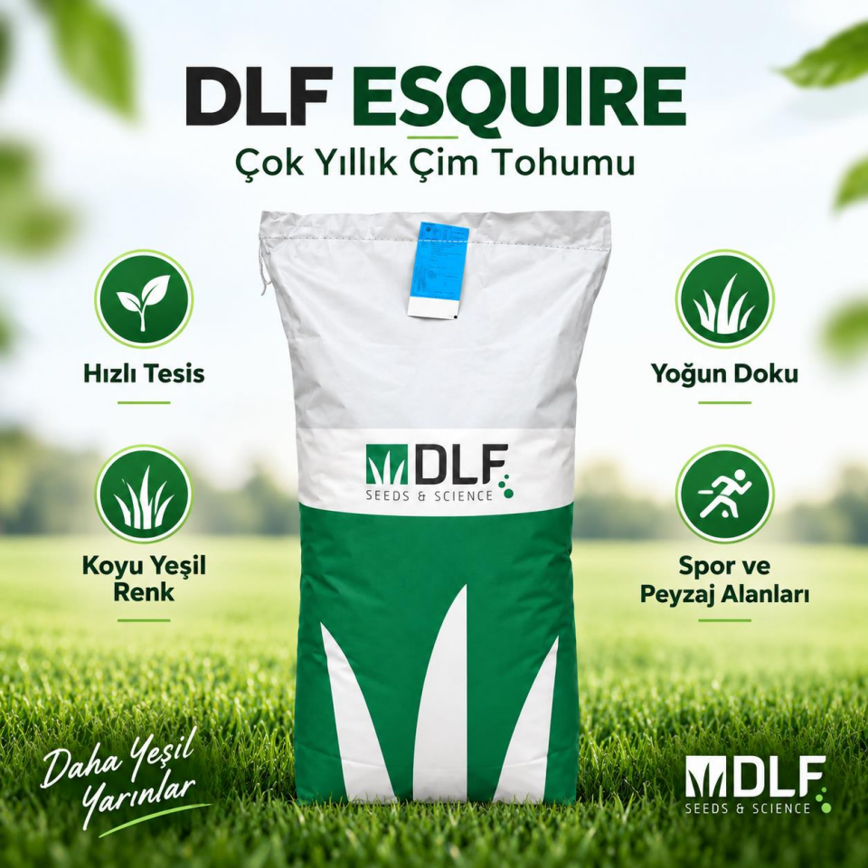 DLF Esquire Lolium Perenne Çim Tohumu 25 kg