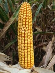 DEKALB DKC6050 Erkenci Danelik Mısır Tohumu