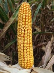 DEKALB DKC6980 Geçci Danelik Mısır Tohumu