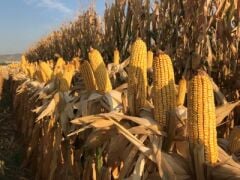 DEKALB DKC6630 Geçci Danelik Mısır Tohumu