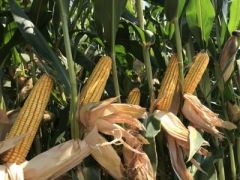 DEKALB DKC6777 Silajlık Mısır Tohumu