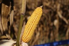 DEKALB DKC6761 Geçci Danelik Mısır Tohumu