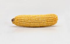 DEKALB DKC6876 Geçci Danelik Mısır Tohumu