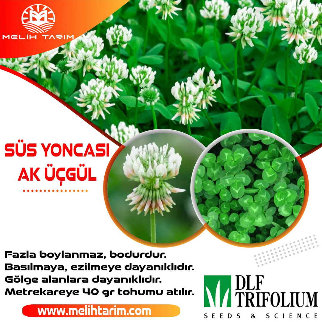 süs yoncası,ak üçgül